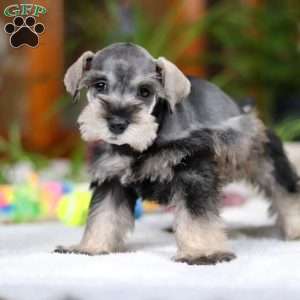 Griffin, Miniature Schnauzer Puppy